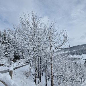 Piso Vivienda en Alquiler en Molina (la)